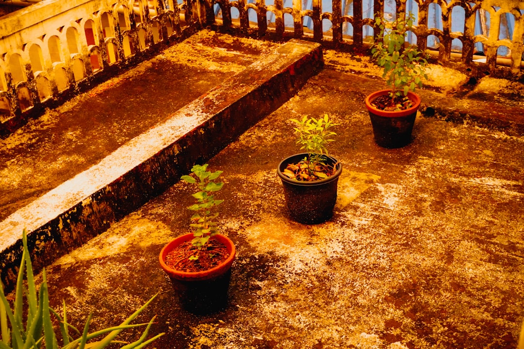 Een balkon vol met potten kruiden en tomatenplanten in de stad