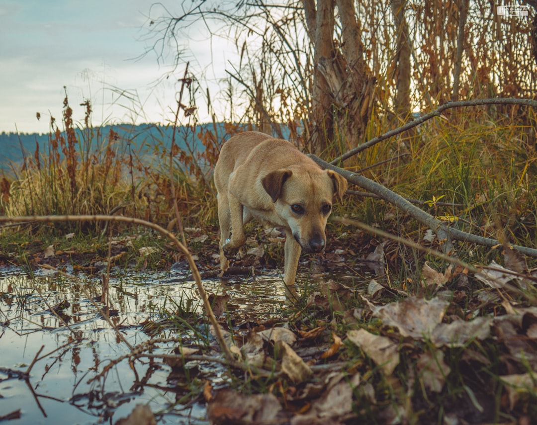 Hond snuffelt uitgebreid tijdens een wandeling in de natuur