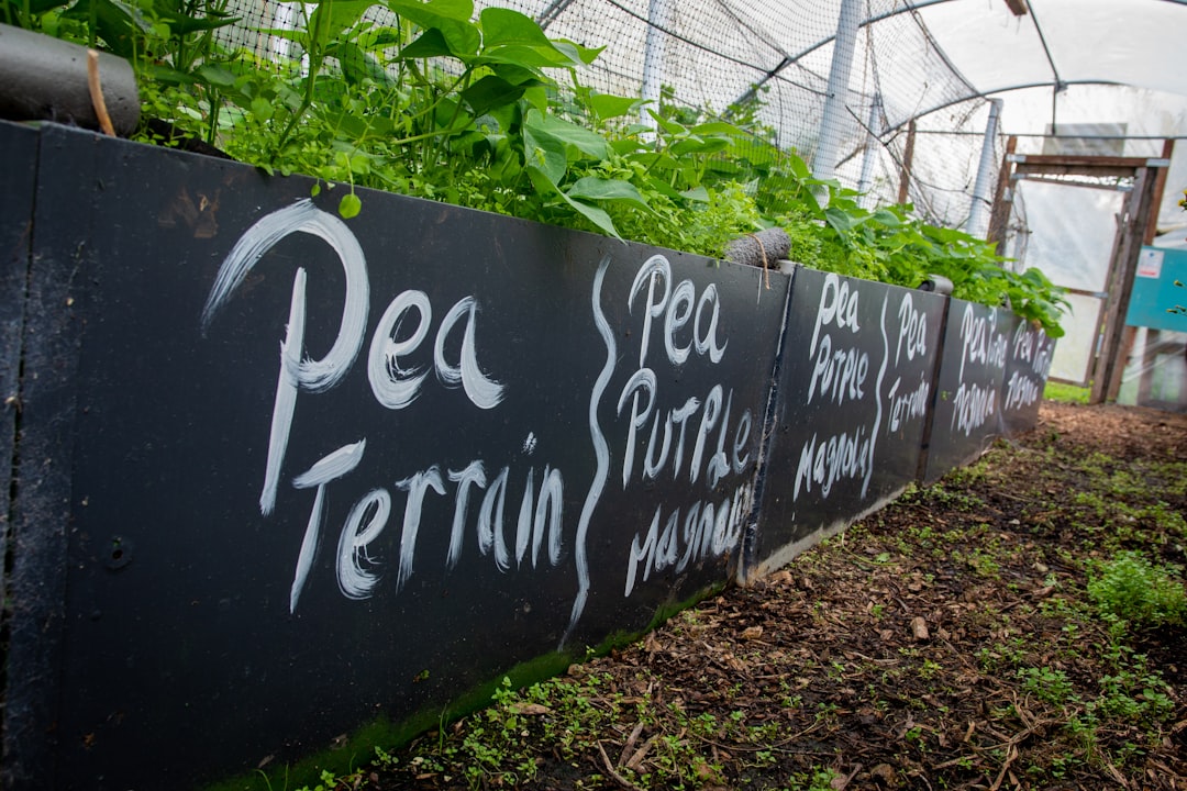 Moestuinbakken in een stadstuin met verse groenten en kruiden