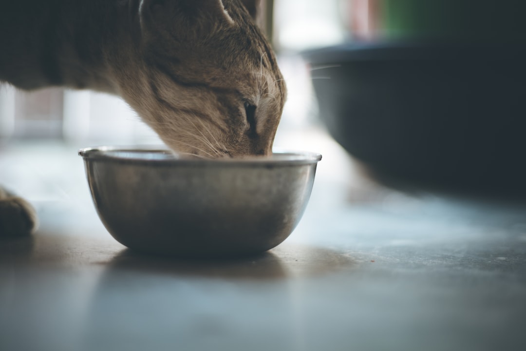 Kat eet uit een voerbak — ook katteneigenaren zoeken naar betere voeding