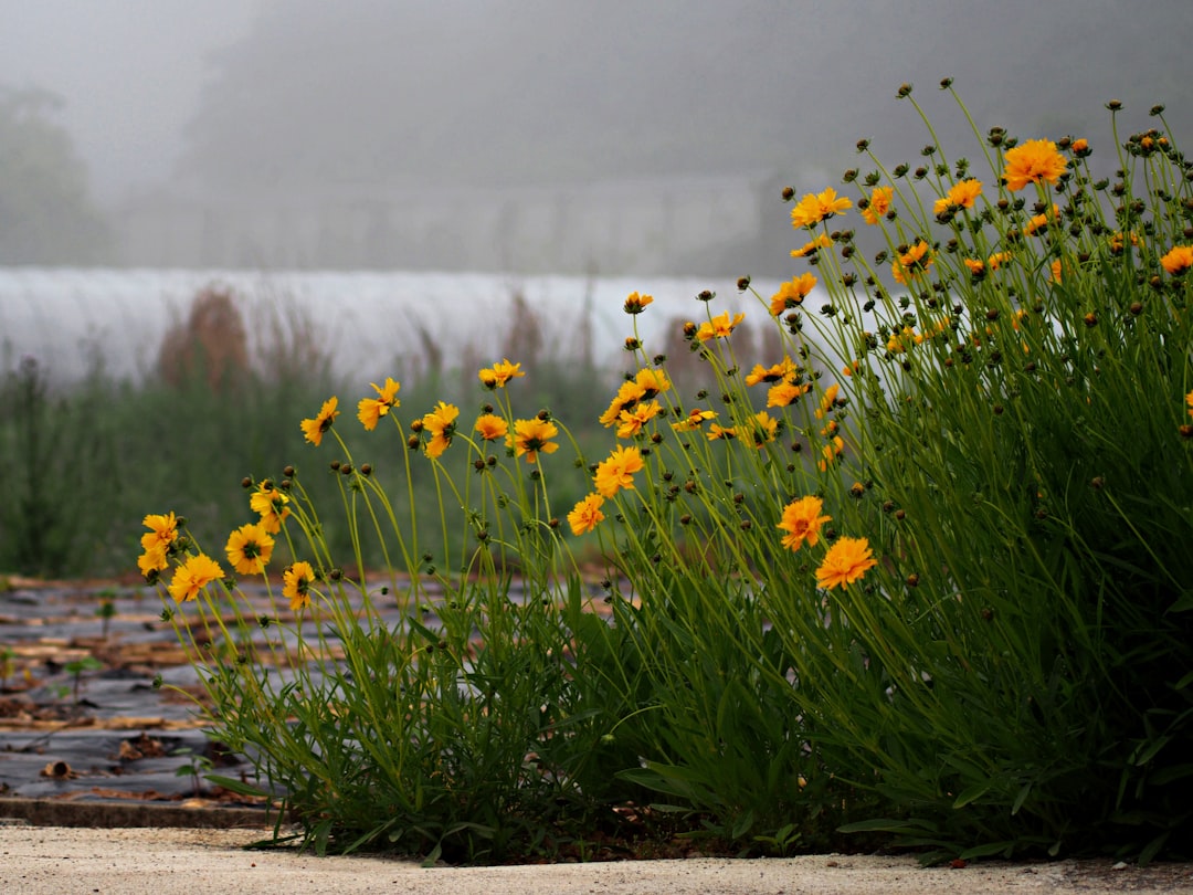 Regentuin met wateropvang en groene beplanting