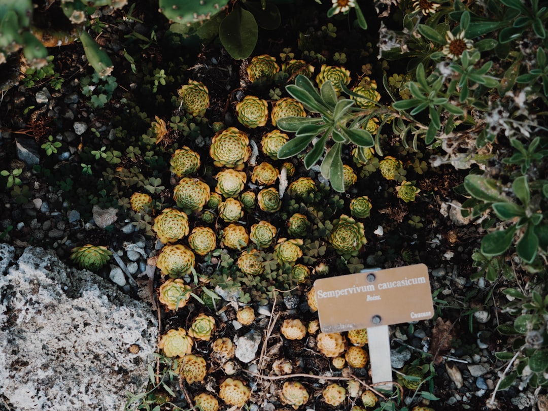 Bodemsensor in tuinaarde meet vochtigheid en voedingsstoffen