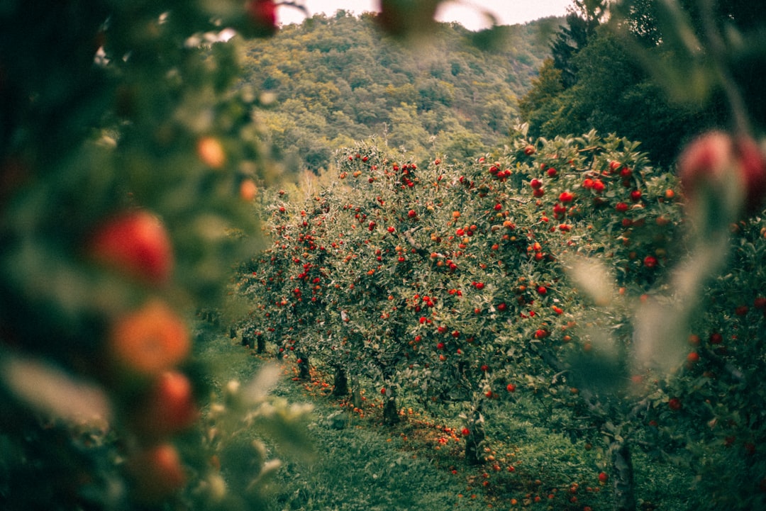 Een voedselbos met fruitbomen, bessenstruiken en bodembedekkers in lagen