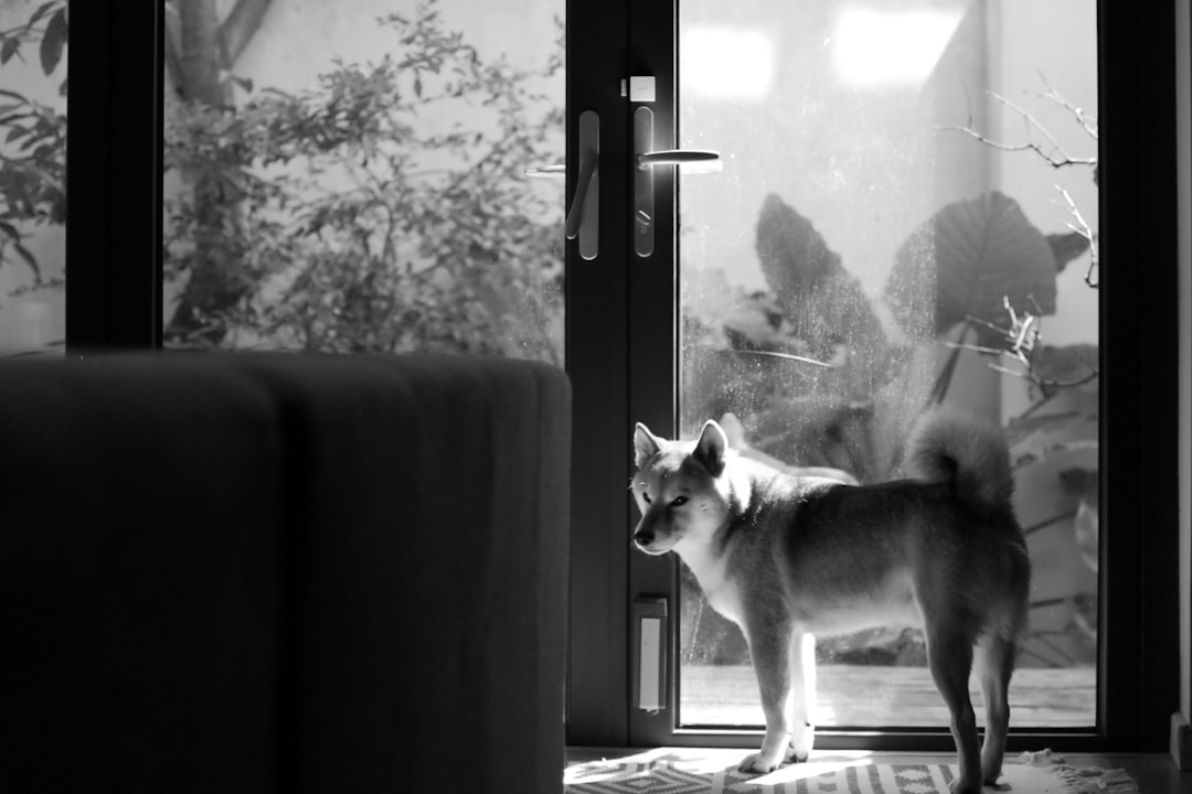 De thuiswerkgeneratie: waarom miljoenen huisdieren niet meer alleen kunnen zijn