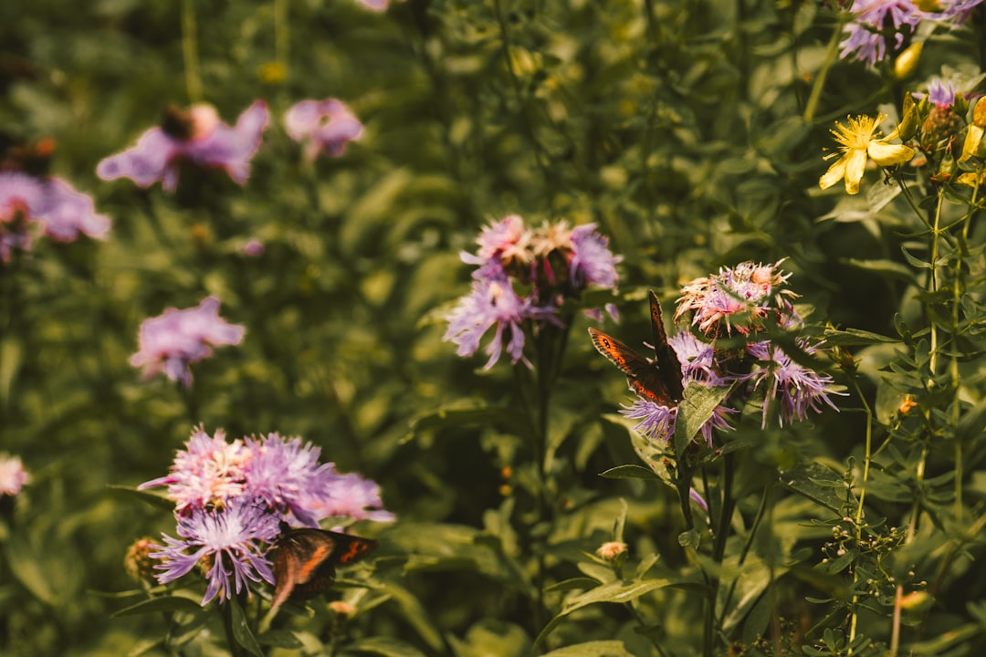 Bijen en vlinders op wilde bloemen in een biodiverse tuin