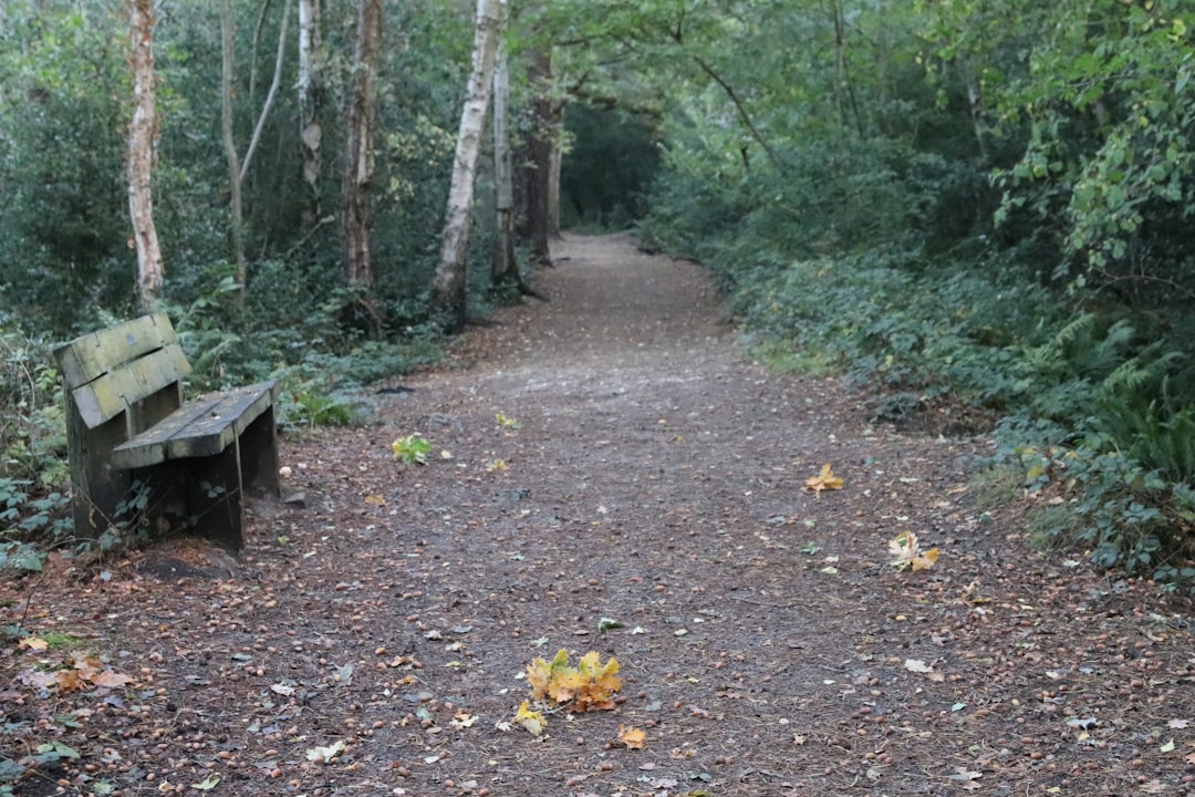 Wandelpad door een stil bos op een vroege ochtend