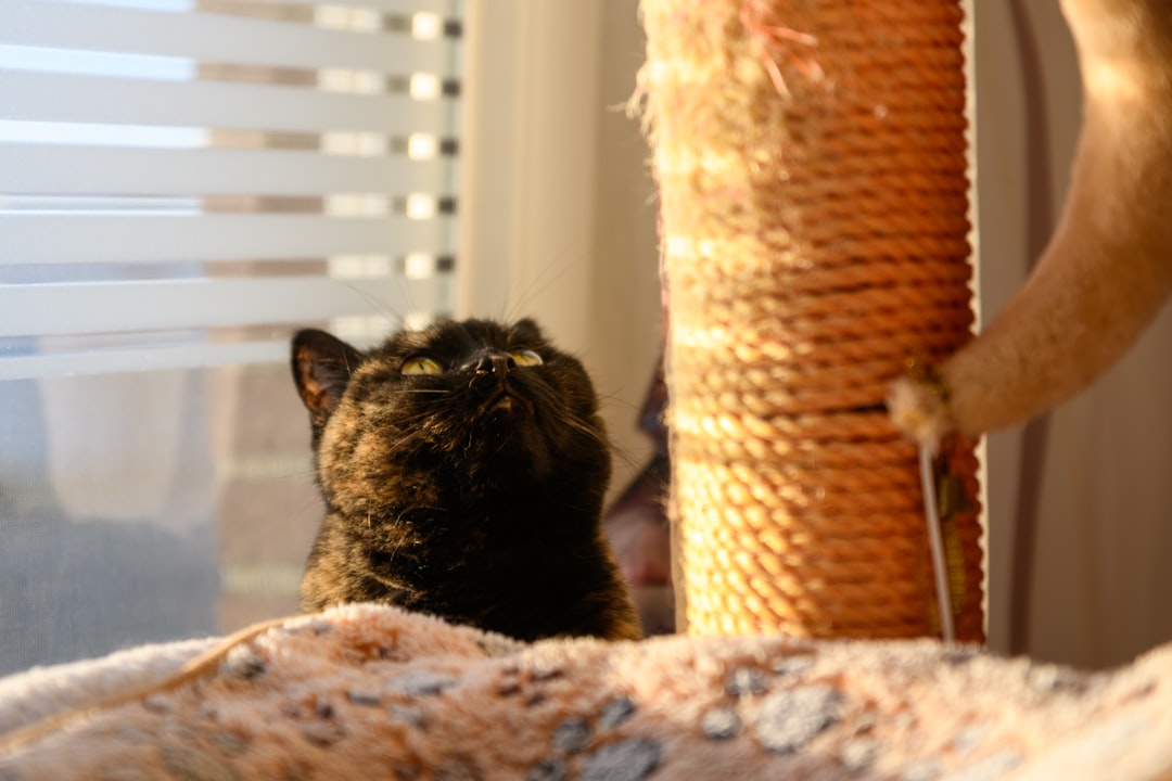 Kat speelt met interactief speelgoed in een verrijkte thuisomgeving