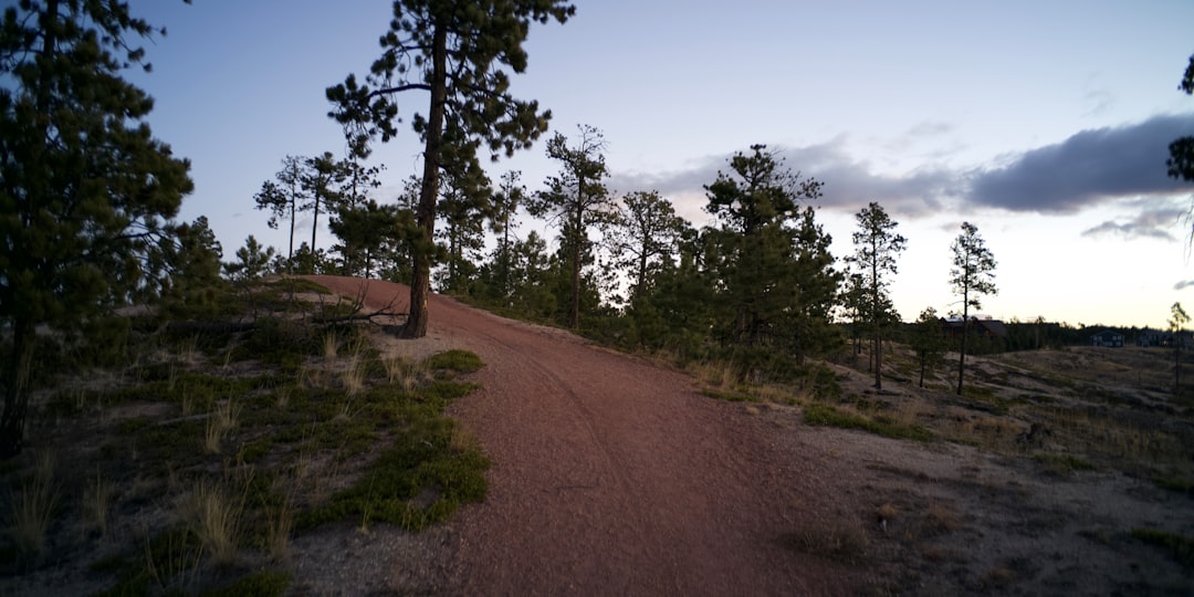 Wandelpad door het bos in het ochtendlicht