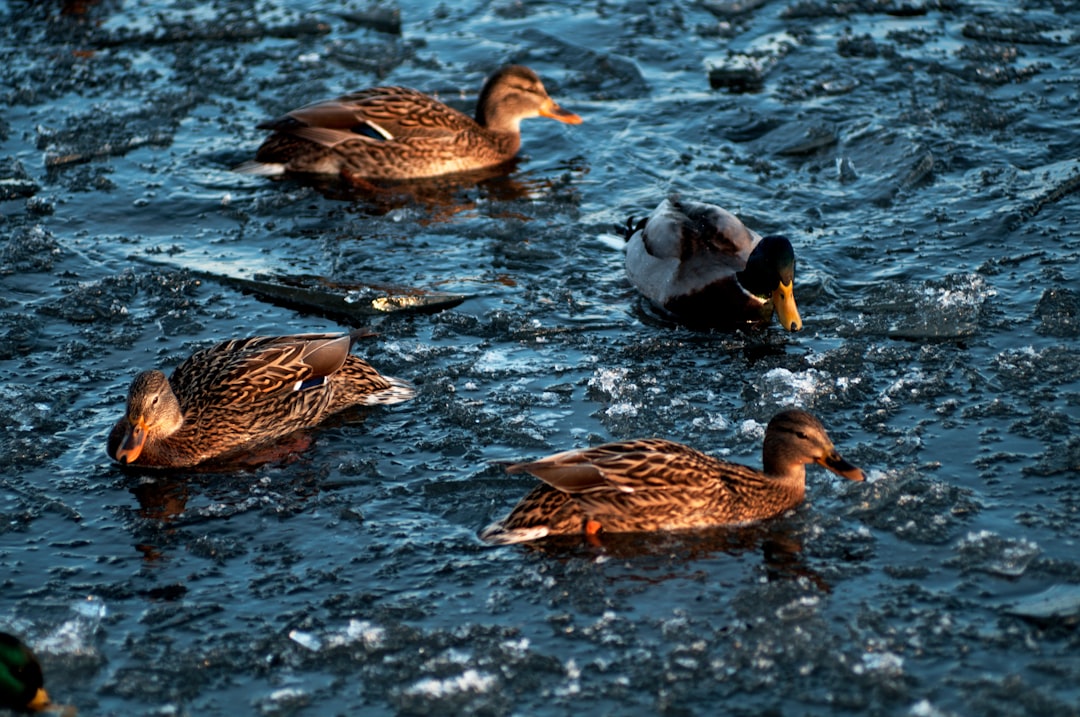 Buitenzwemmen in koud open water omringd door natuur
