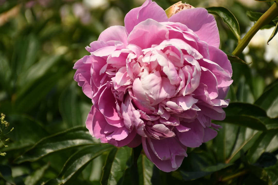Kleurrijk bloemenveld met inheemse wilde bloemen